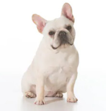 White French Bulldog image