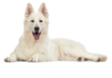 White Swiss Shepherd dog breed image
