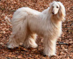 Afghan Hound image