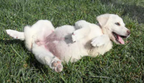 White Akbash dog image