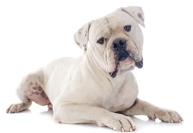 White American Bulldog image