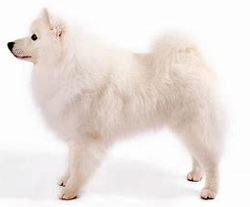 american eskimo dog and samoyed