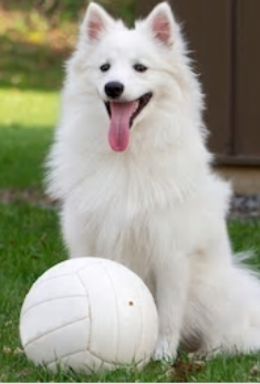 American Eskimo Dog image