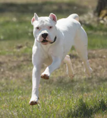 Argentine Dogo image