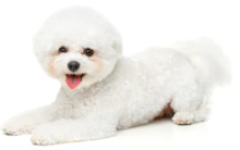 Bichon Frise vs Maltese