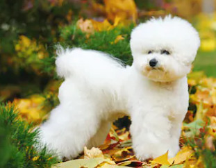 bichon Frise image