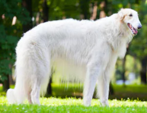 Borzoi image