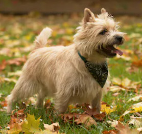 Cairn Terrier image