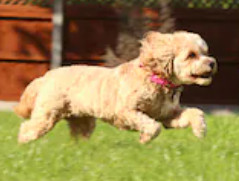 White Cavapoo