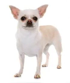 White Chihuahua Dog image