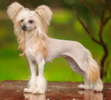 White Chinese Crested dog image