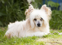 Chinese Crested image