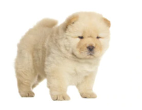 Chow Chow image