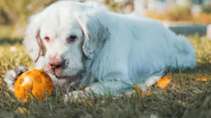 Clumber Spaniel image