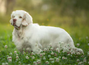 White Clumber Spaniel image