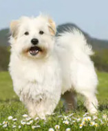 Coton De Tulear vs Maltese image