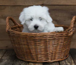 Coton De Tulear image