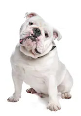 English Bulldog vs French Bulldog