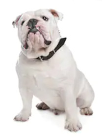 English Bulldog image