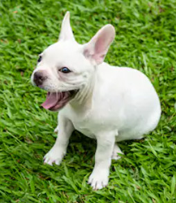 White French bulldog pros and cons