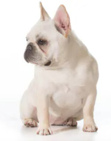 French Bulldog vs English Bulldog image