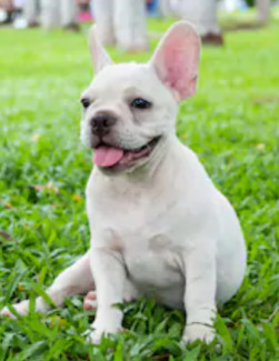 French Bulldog image