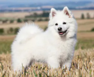 White German Spitz  Dog image