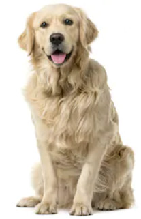 White Golden Retriever dog image