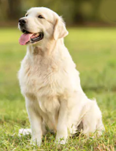 White Golden Retriever image