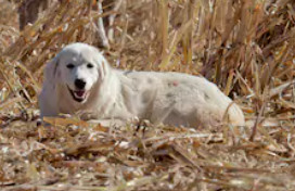 Great Pyrenees image
