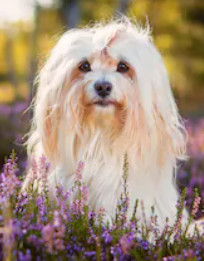 Havanese vs Shih Tzu image