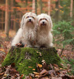 White Havanese dog pros and cons