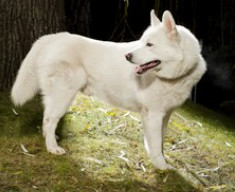 White Husky dog pros and cons