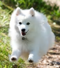 Japanese Spitz White Dog Breeds