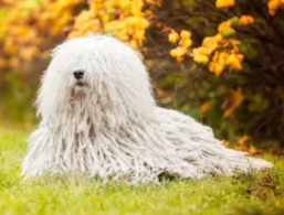 Komondor image