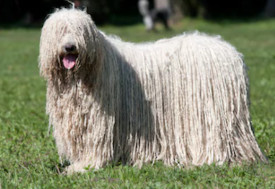 Komondor vs Puli