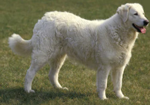 Kuvasz image