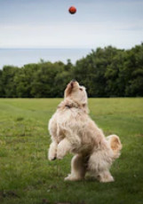 White Labradoodle playing ball image