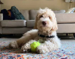 White Labradoodle image