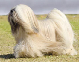 White Lhasa Apso dog image
