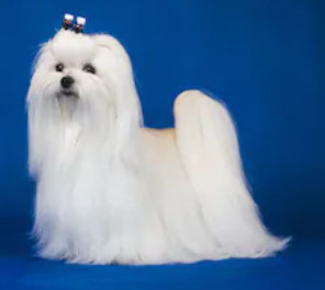 White Maltese