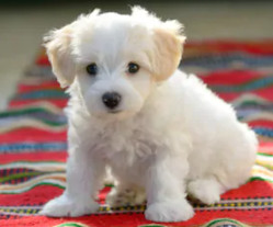 Maltese vs Coton De Tulear