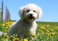 Maltipoo vs Maltese