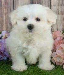 Maltipoo dog image