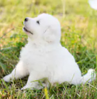 Maremma Sheepdog image