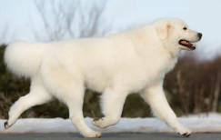 White Maremma Sheepdog image