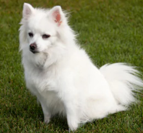 American Eskimo Dog image