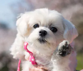 White Morkie