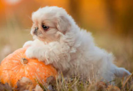 Pekingese image