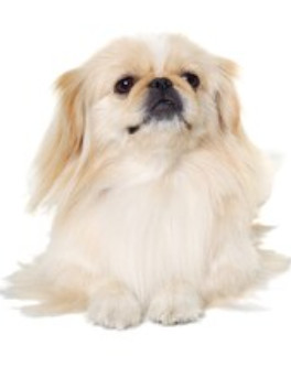 White Pekingese dog image